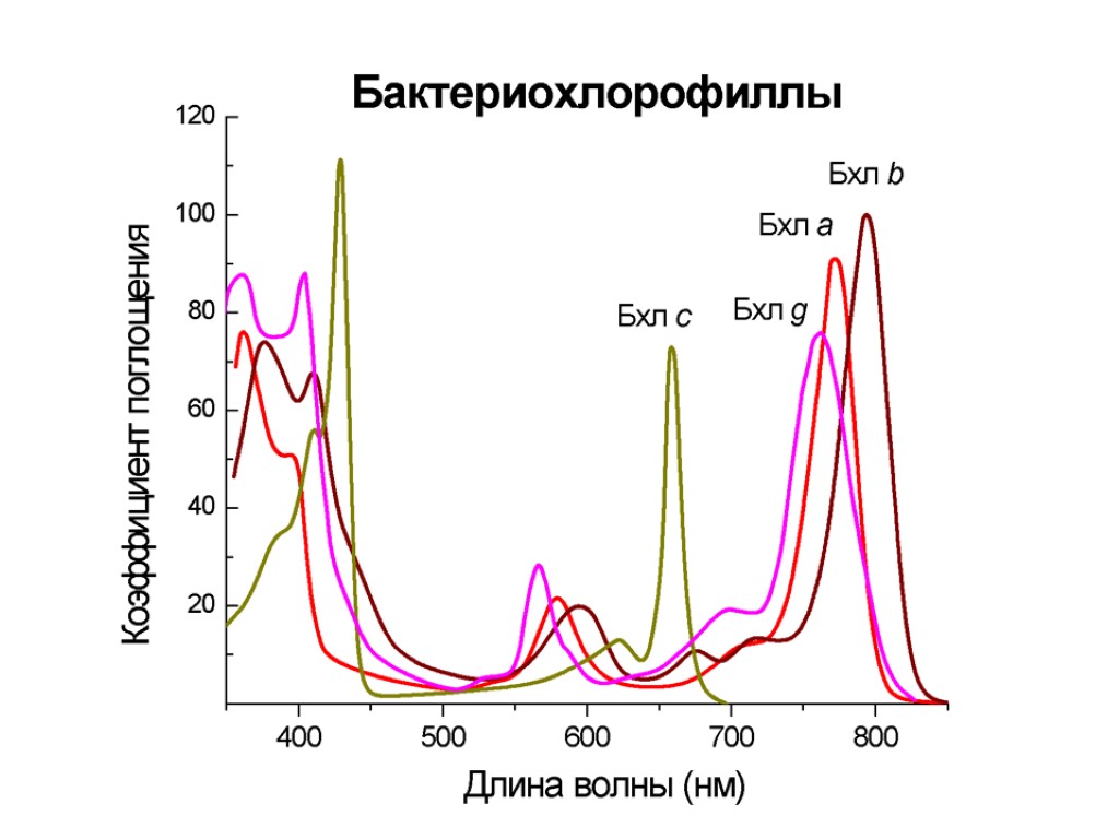 Хлорофилл поглощение