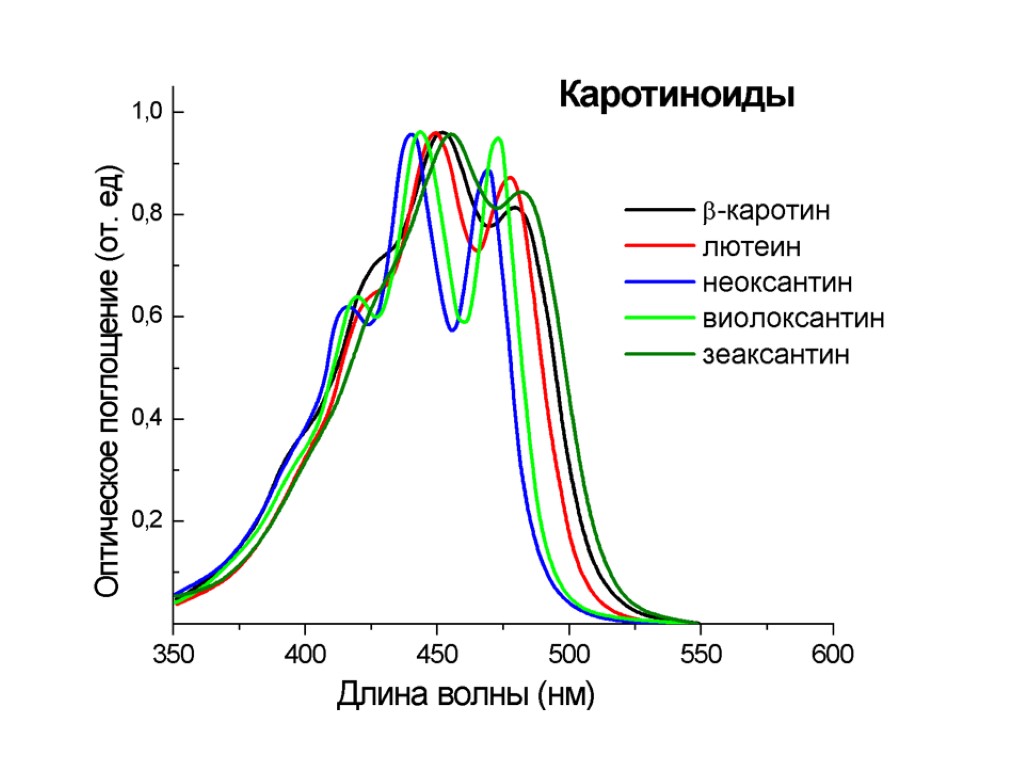 Хлорофилл поглощение. Спектры поглощения хлорофиллов и каротиноидов. Каротиноиды спектр поглощения. Спектры поглощения пигментов растений. Каротиноиды поглощение спектра.