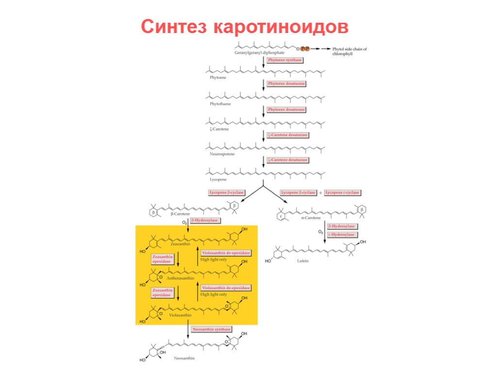 Технологическая схема получения бета каротина