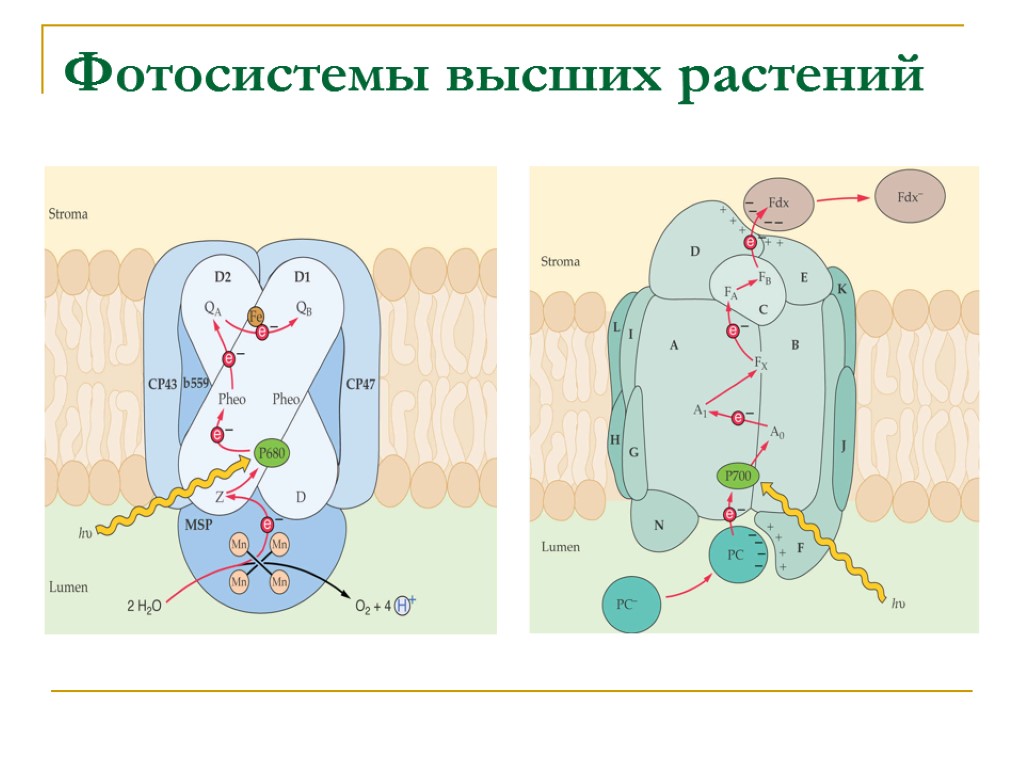 Фотосистема 2. Строение фотосистемы 1. Фотосистема 1 и фотосистема 2 схема. Фотосистема растений. Фотосистемы высших растений.