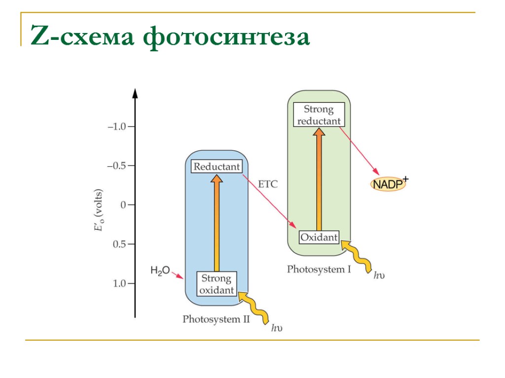 Рассмотрите рисунок на котором представлена упрощенная схема фотосинтеза укажите вещество