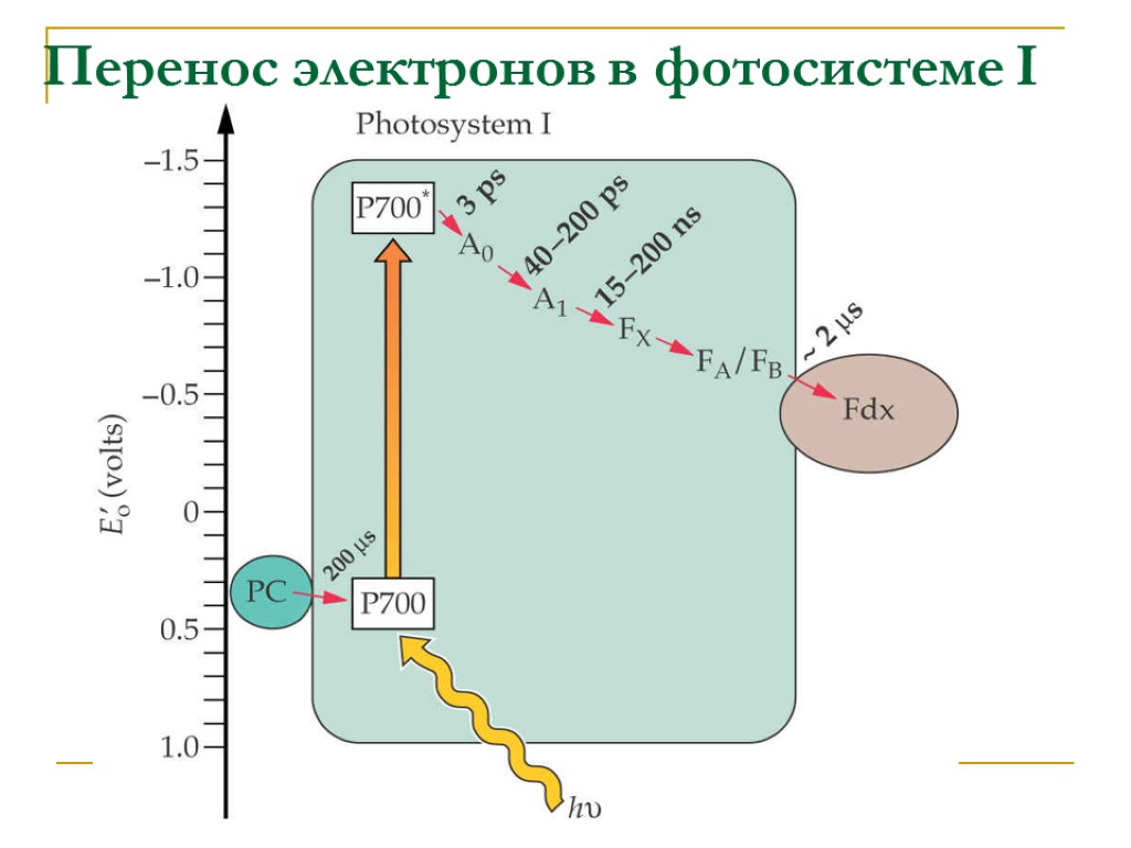 Электрон перенос