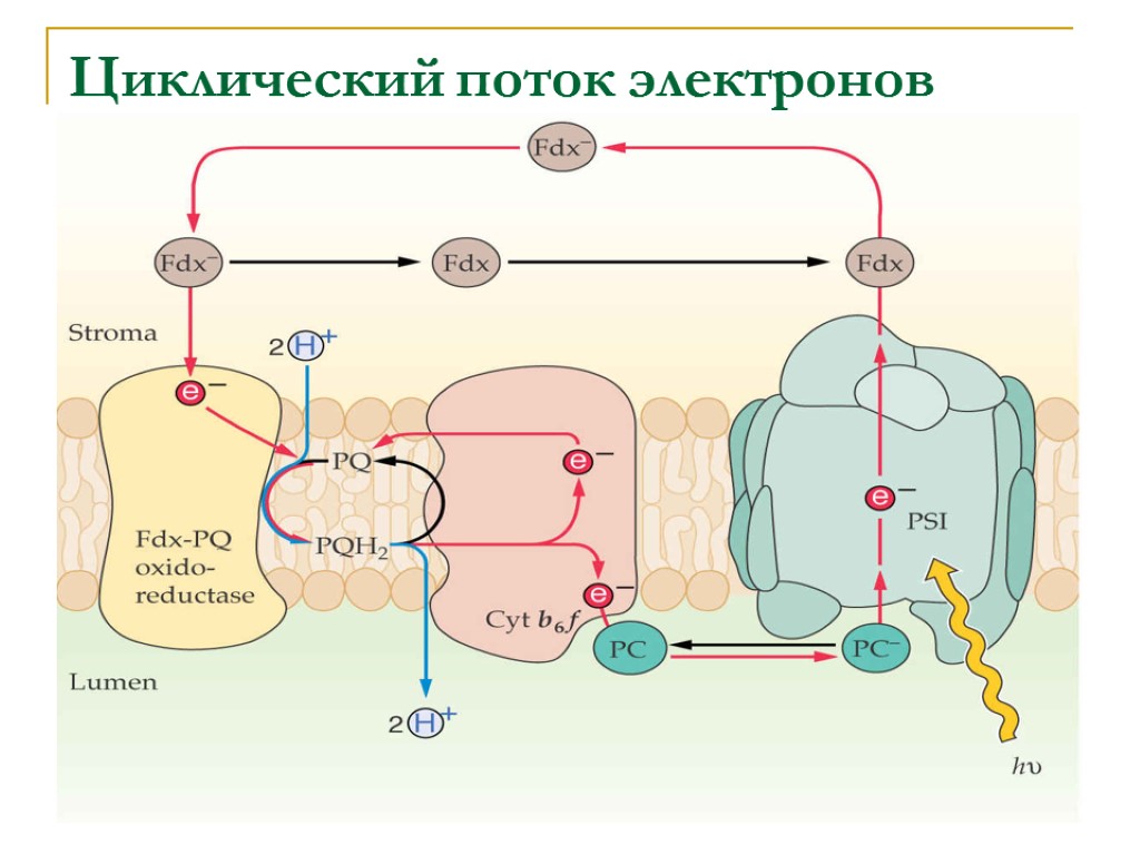 Поток электронов. Циклический транспорт электронов при фотосинтезе. Схема циклического фосфорилирования. Нециклический транспорт электронов z-схема фотосинтеза. Циклический транспорт электронов вокруг фотосистемы 1.