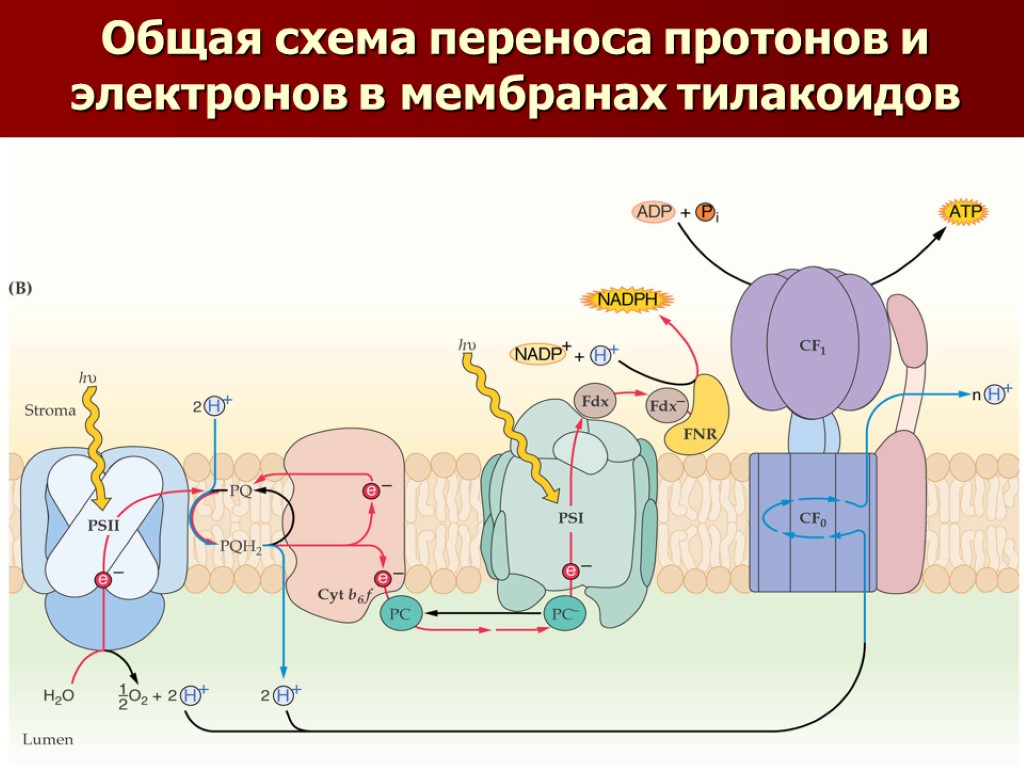 Схема перемещение. Мембрана тилакоида цепь переноса. Электронтранспортная цепь фотосинтеза строение. Фотосинтез на мембранах тилакоидов схема. Цепь переноса электронов фотосинтеза.