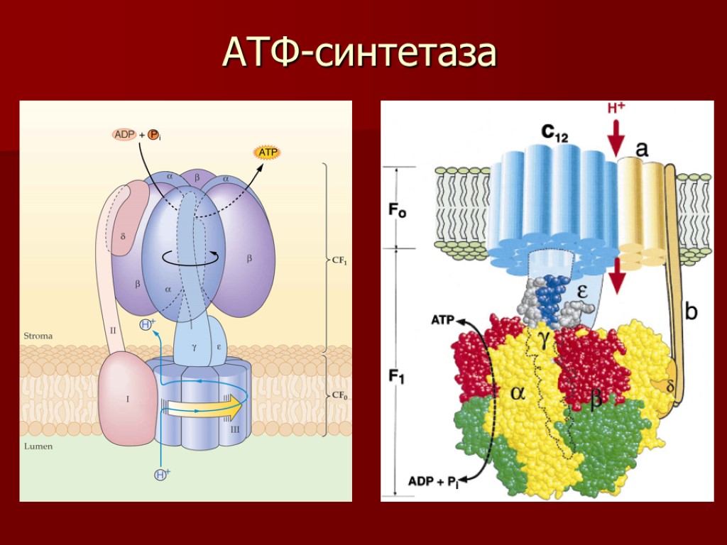 Синтез атф объект. АТФ синтетаза фотосинтез. Строение протонной АТФ синтетазы схема. Строение АТФ синтазного комплекса. Протон зависимая АТФ синтетаза.