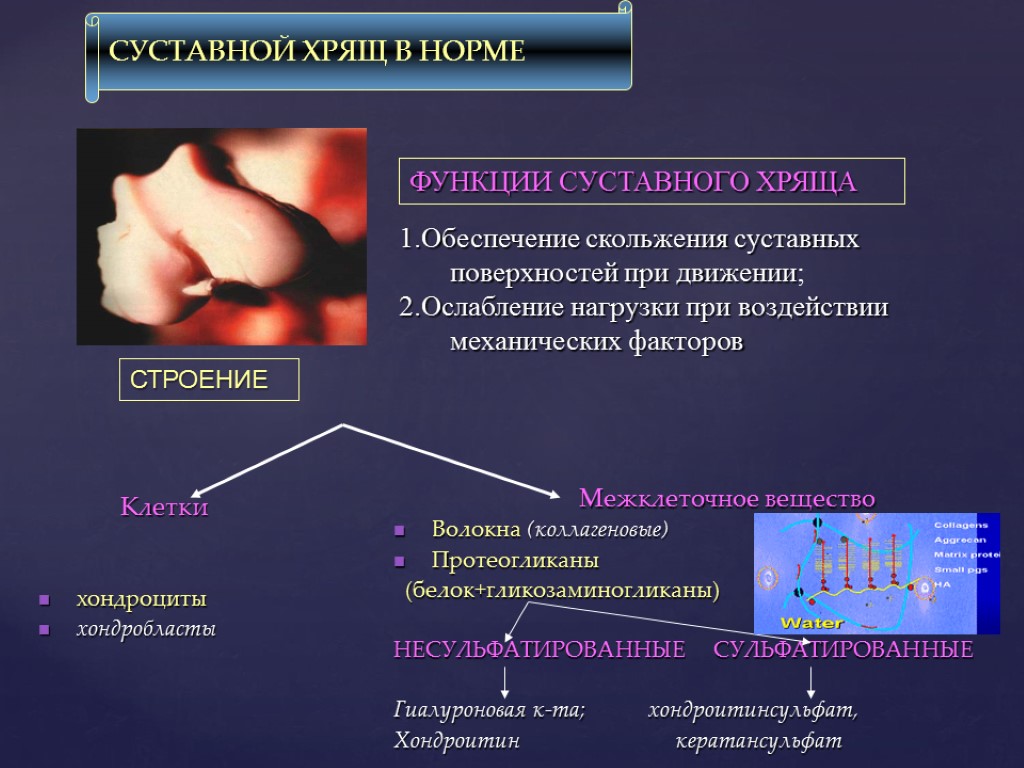 Функция хрящей в организме человека. Функция хряща в суставе. Суставный хрящ функция. Суставные хрящи функции. Роль хрящей.