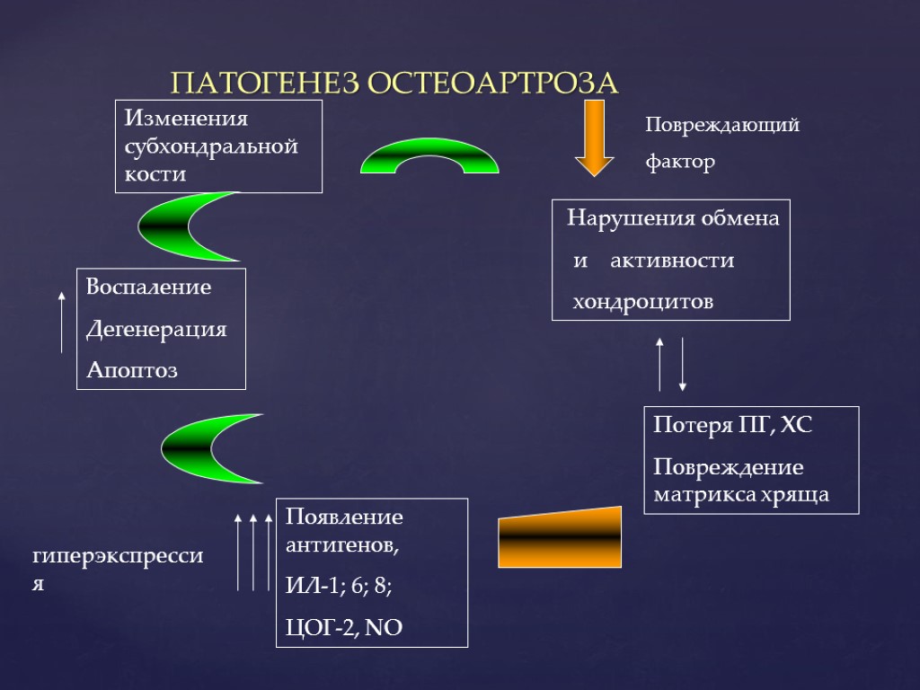 Остеоартроз патогенез