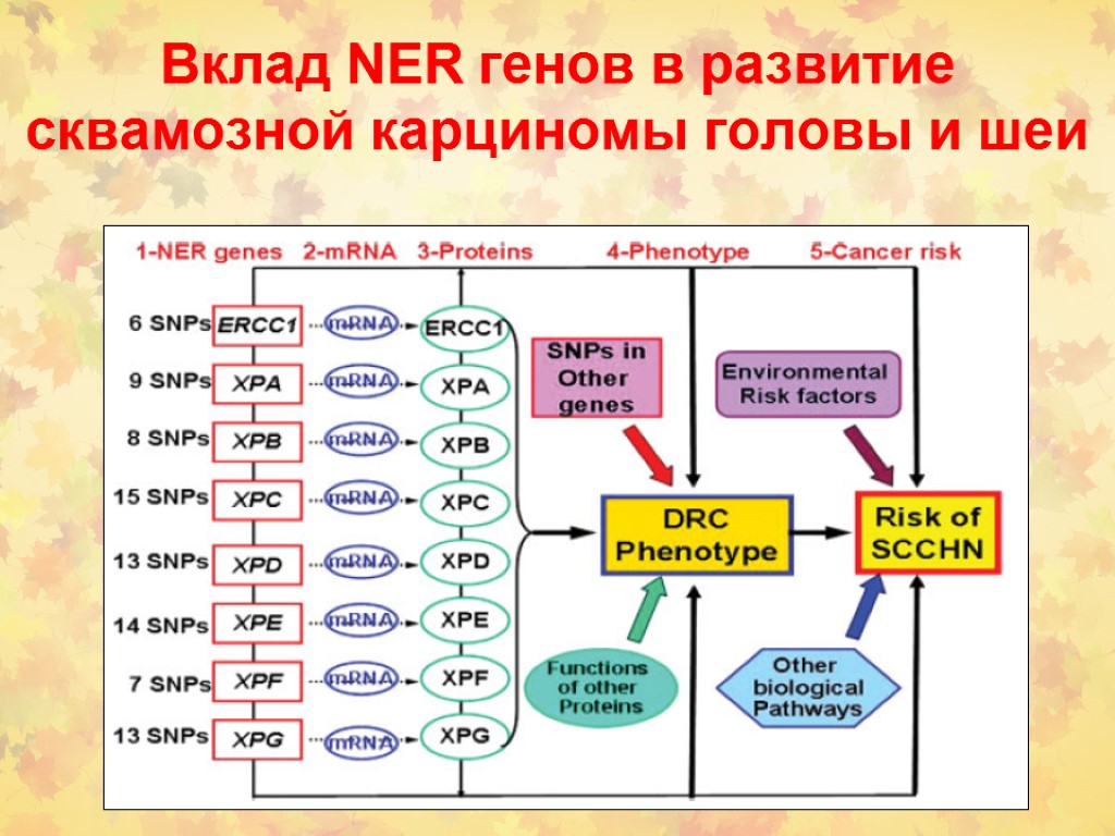 Ген развития. Гены за формирования и развития речи.