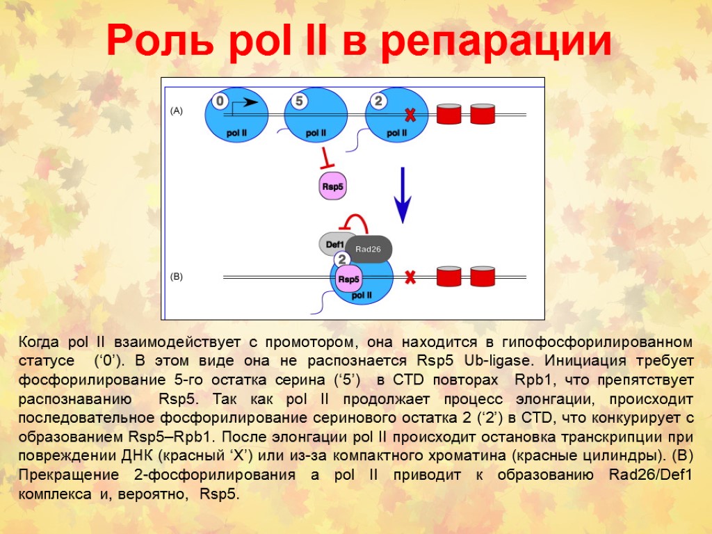 Репарация что это такое. Роль репарации. Когда происходит репарация. Роль репарации ДНК. Транскрипционная репарация.