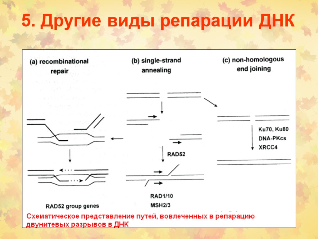 Репарация днк. Виды репарации ДНК. Репарация ДНК типы. Механизмы репарации ДНК. Репарация ДНК виды репарации.