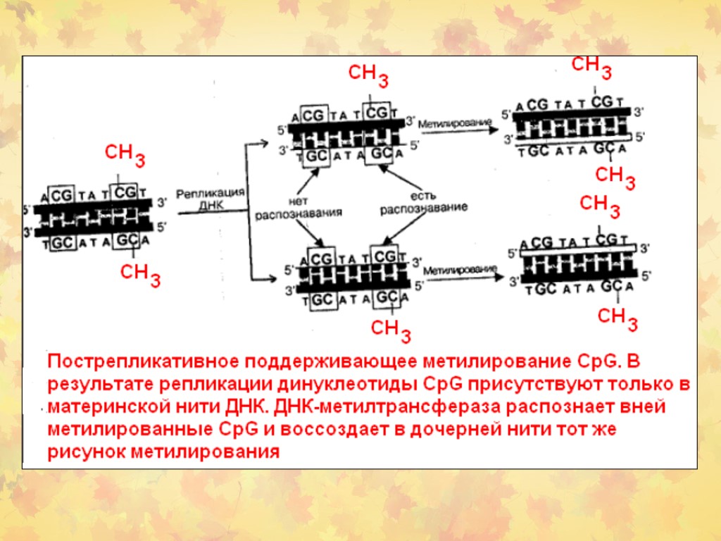 Репарация границ. Механизмы репарации ДНК. Пострепликативная репарация ДНК. ДНК для презентации. Схема метилирования.