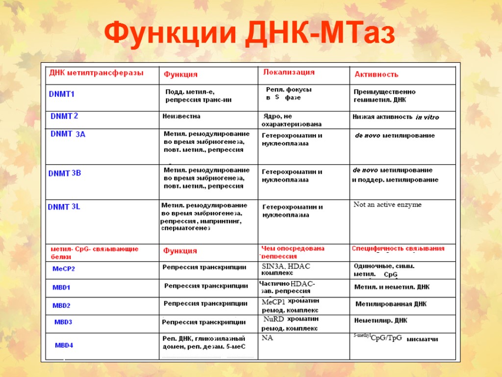 Функции днк. Все функции ДНК. 3 Функции ДНК. Функции ДНК: 1) 2) 3) 4).