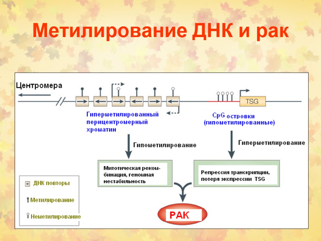 Метилирование нуклеотидов механизм. Метилирование cpg. Схема метилирования ДНК. Гиперметилирование ДНК.