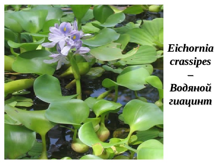 Eichornia crassipes – – Водяной гиацинт 