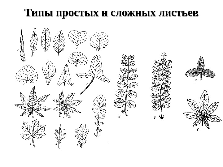 Типы простых и сложных листьев 