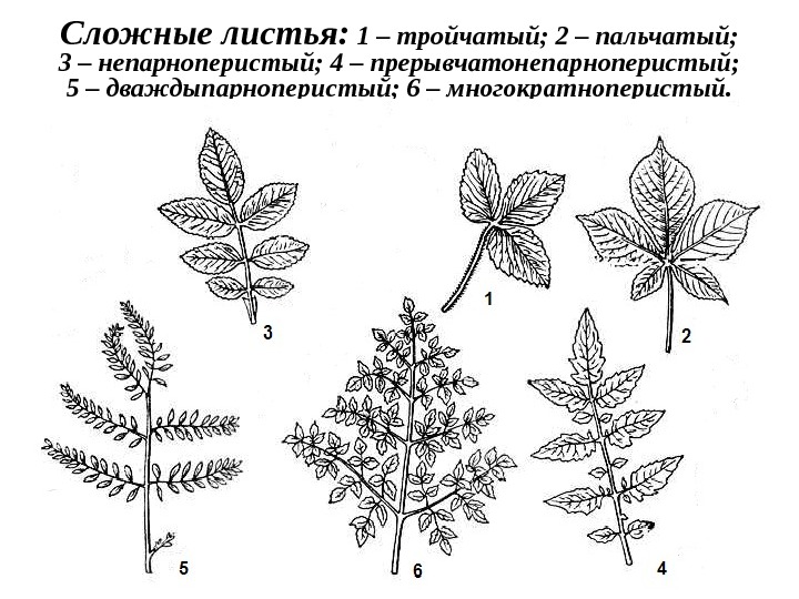 Сложные листья:  1 – тройчатый; 2 – пальчатый; 3 – непарноперистый; 4 – прерывчатонепарноперистый; 5