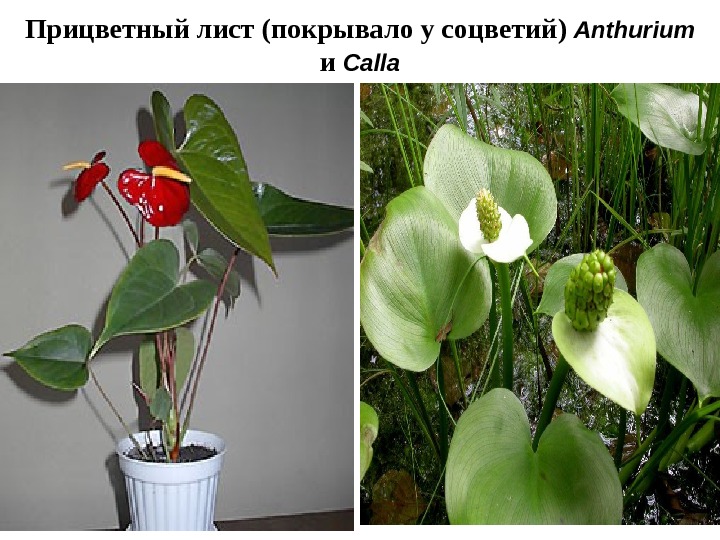 Прицветный лист ( покрывало у соцветий )  Anthurium  и Calla 