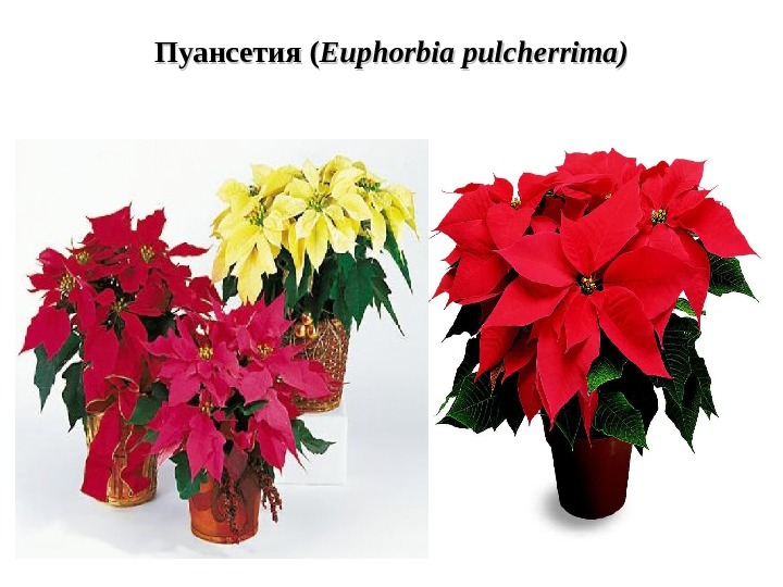 Пуансетия (( Euphorbia pulcherrima) 