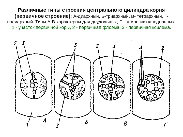 Различные типы строения центрального цилиндра корня (первичное строение):  А-диархный, Б-триархный, В- тетрархный, Г- полиархный. Типы