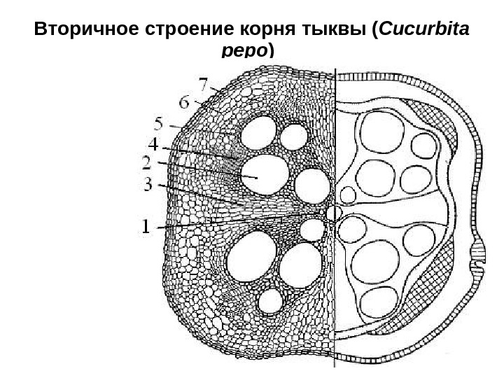 Вторичное строение корня тыквы ( Cucurbita pepo )  