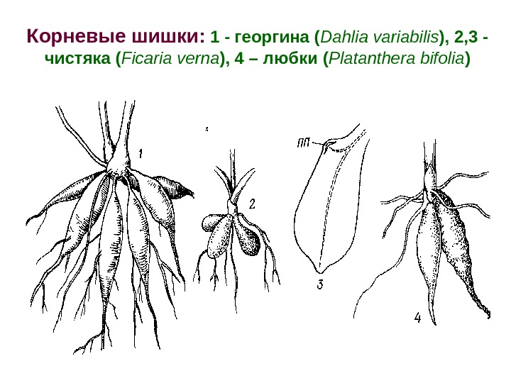 Корневые шишки:  1 - георгина ( Dahlia variabilis ), 2, 3 - чистяка ( Ficaria