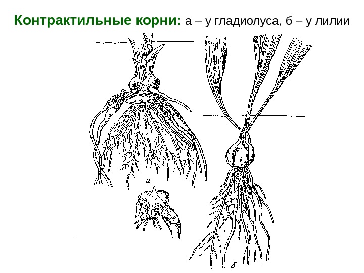 Контрактильные корни:  а – у гладиолуса, б – у лилии 