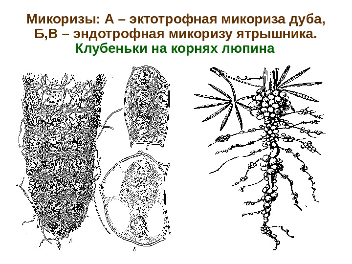 Микоризы: А – эктотрофная микориза дуба,  Б, В – эндотрофная микоризу ятрышника. Клубеньки на корнях