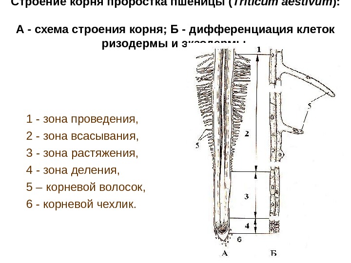 Строение корня проростка пшеницы ( Triticum aestivum ):  А - схема строения корня; Б -