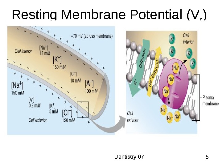  Dentistry 07 5 Resting Membrane Potential (V r ) 