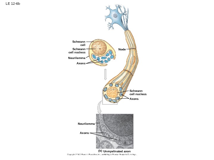 LE 12 -6 b Schwann cell Axons. Neurilemma Unmyelinated axon Schwann cell nucleus Axons. Schwann cell