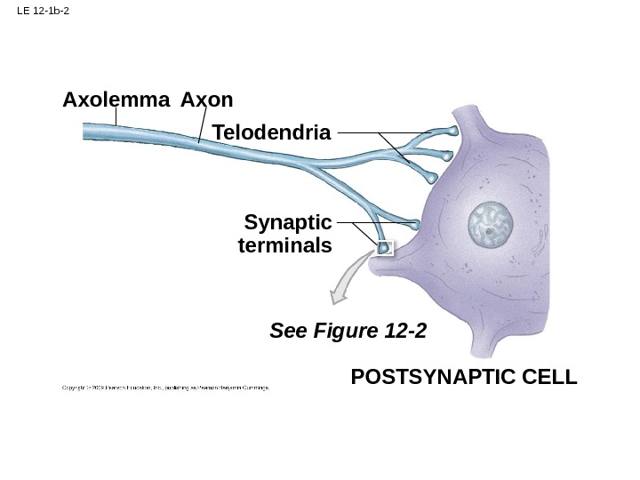 LE 12 -1 b-2 Telodendria. Axon Axolemma Synaptic terminals See Figure 12 -2 POSTSYNAPTIC CELL 