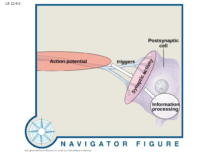 LE 12 -8 -2 Action potential Postsynaptic cell Information processing triggers. Synaptic activity 