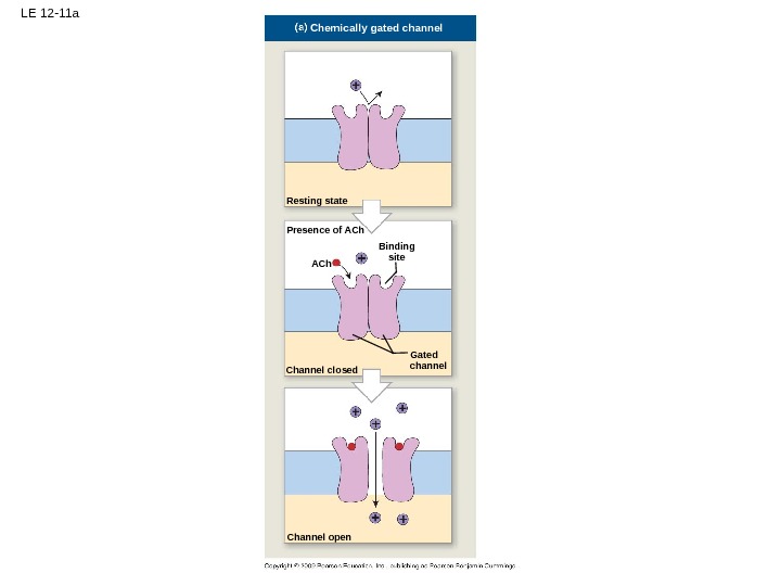 LE 12 -11 a Chemically gated channel Resting state ACh Gated channel. Binding site Channel open.