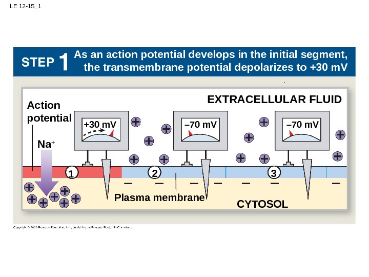 LE 12 -15_1 EXTRACELLULAR FLUID CYTOSOL– 70 m. V Plasma membrane. Na +Action potential – 70