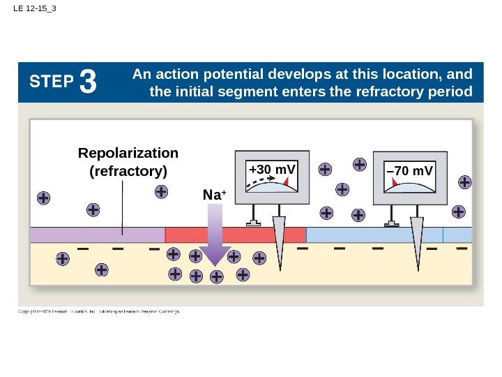 LE 12 -15_3 Na + +30 m. VRepolarization (refractory) – 70 m. V An action potential