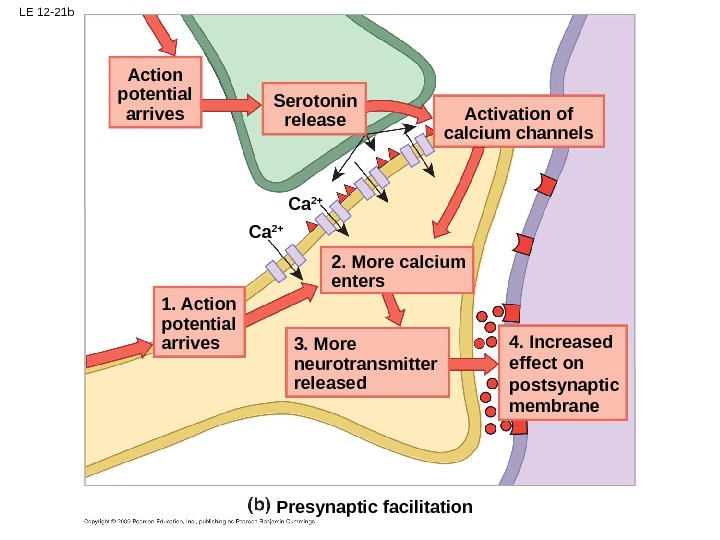 LE 12 -21 b Presynaptic facilitation. Action potential arrives Activation of calcium channels Ca 2+ 1.