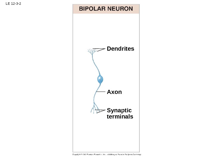 LE 12 -3 -2 Dendrites Axon Synaptic terminals 