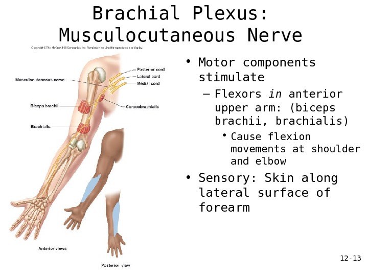 12 - 13 Brachial Plexus: Musculocutaneous Nerve • Motor components stimulate – Flexors in anterior upper