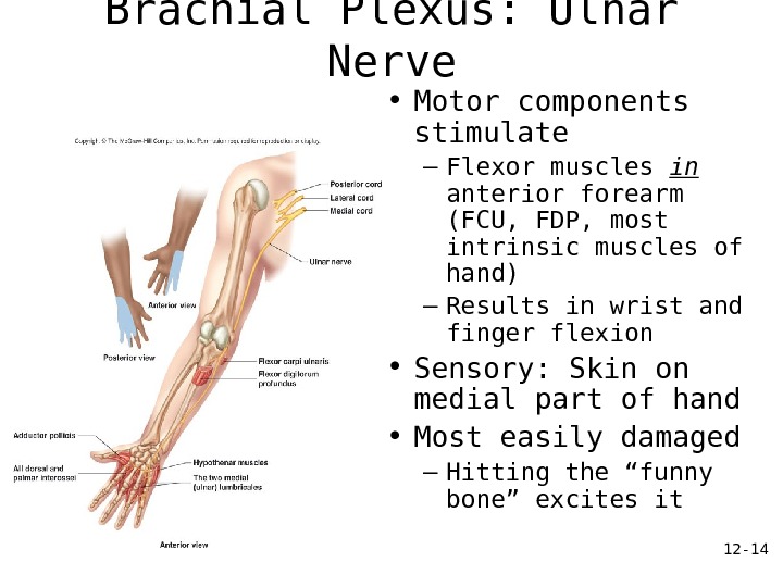 12 - 14 Brachial Plexus: Ulnar Nerve • Motor components stimulate – Flexor muscles in anterior