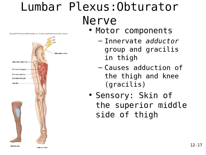 12 - 17 Lumbar Plexus: Obturator Nerve • Motor components – Innervate adductor  group and