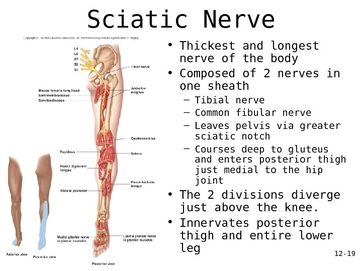 12 - 19 Sciatic Nerve • Thickest and longest nerve of the body • Composed of