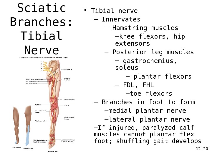 12 - 20 Sciatic Branches:  Tibial Nerve •  Tibial nerve –  Innervates –