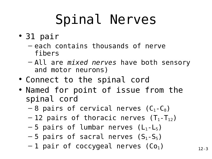 12 - 3 Spinal Nerves • 31 pair – each contains thousands of nerve fibers –