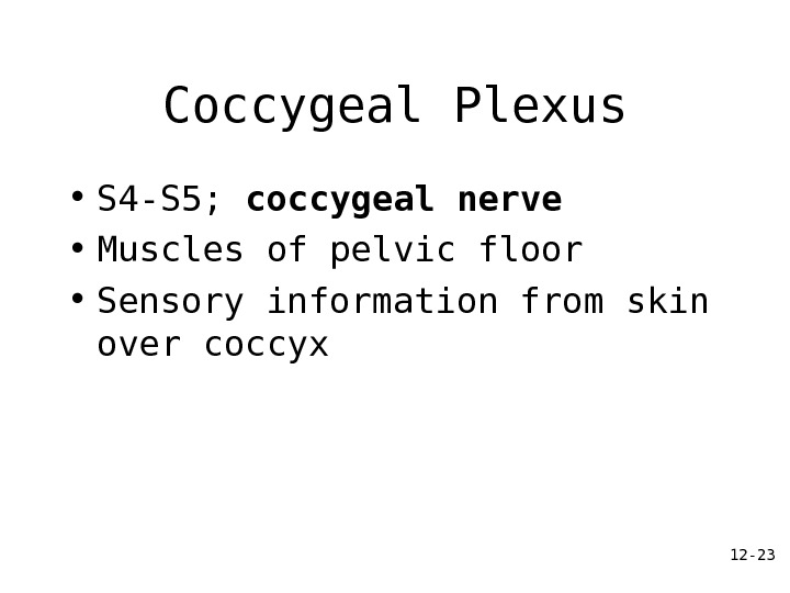 12 - 23 Coccygeal Plexus • S 4 -S 5;  coccygeal nerve • Muscles of