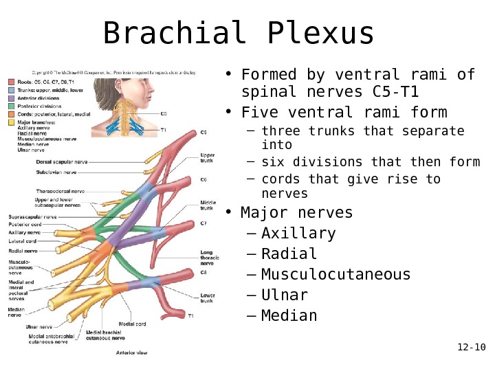 12 - 10 Brachial Plexus • Formed by ventral rami of spinal nerves C 5 -T