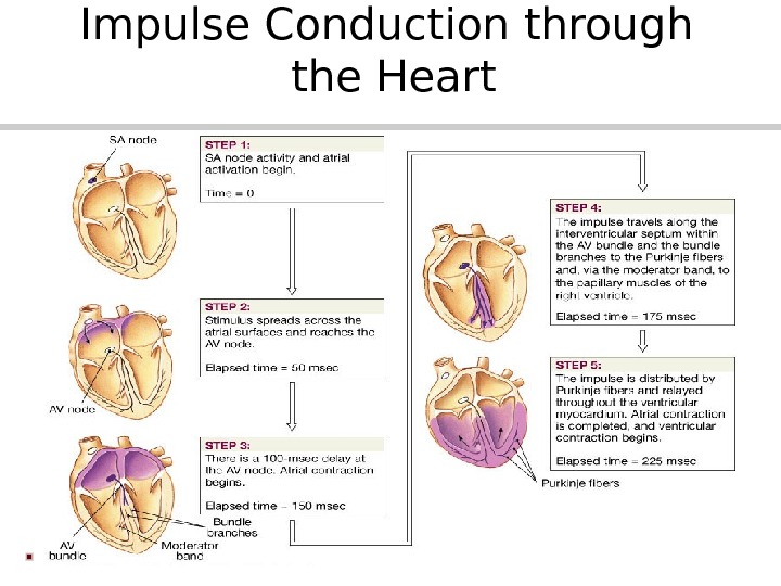 Impulse Conduction through the Heart 