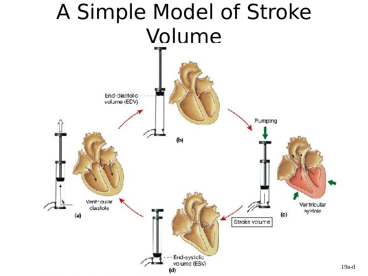 A Simple Model of Stroke Volume Figure 20. 19 a-d 