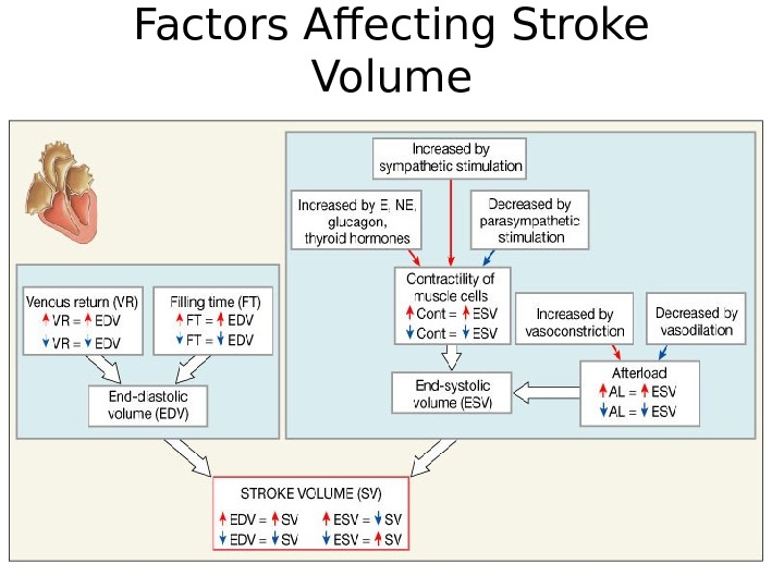 Factors Affecting Stroke Volume 