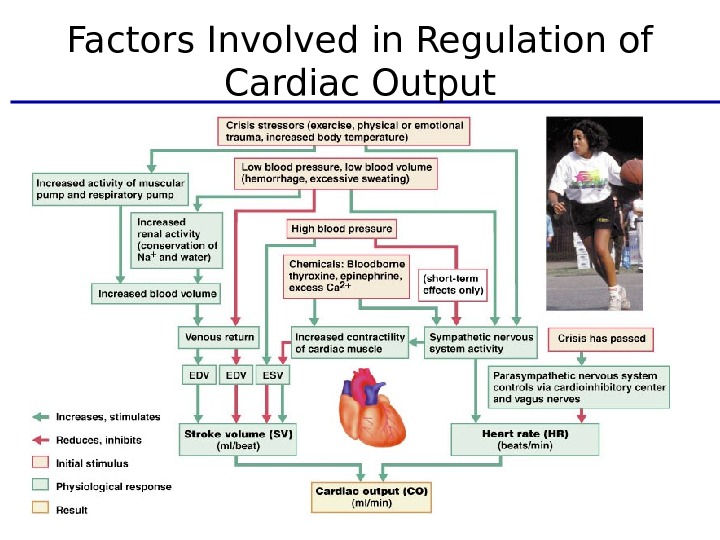 Factors Involved in Regulation of Cardiac Output 