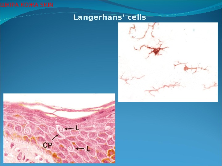 Langerhans’ cells Ш КІРА КОЖА SKIN 